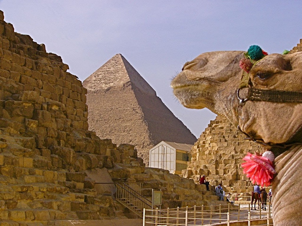 egyptcamel